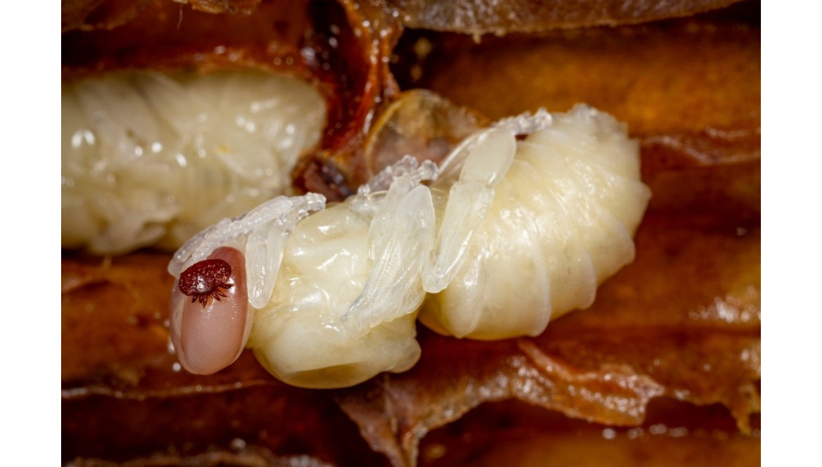 Tratamiento Contra la Varroa para Abejas en Verano Tratamiento Contra la Varroa para Abejas en Verano